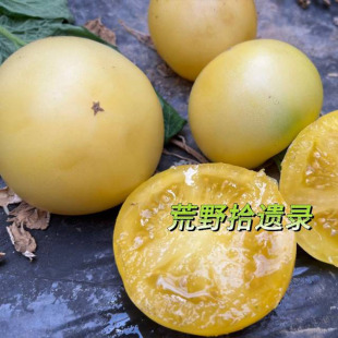 dwarf 澳大利亚矮化型巴罗萨之宴3粒种子（荒野拾遗录）满29包邮