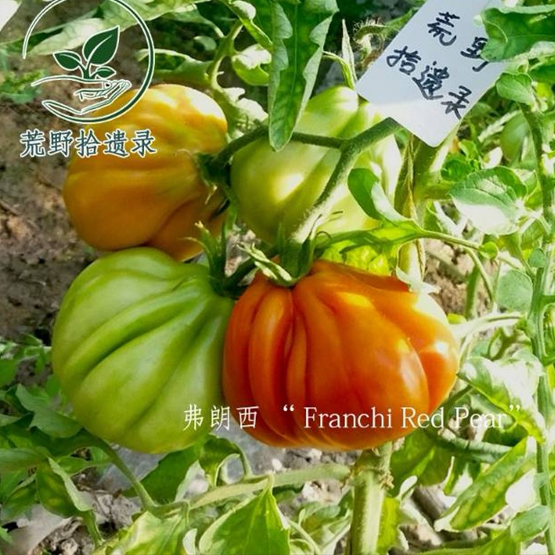 意大利番茄红梨弗朗西5粒种子（荒野拾遗录）满29包邮
