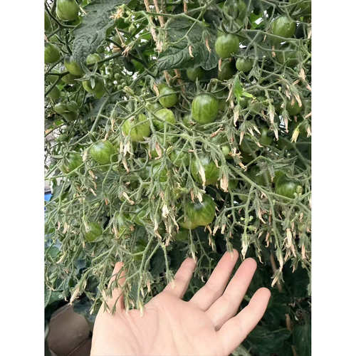 高产庭院种植番茄黑百花
