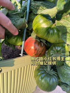 炽红鲑鱼5粒(荒野拾遗录)满29包邮