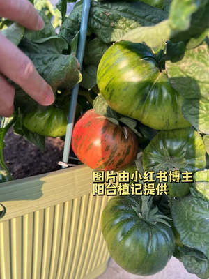 炽红鲑鱼5粒（荒野拾遗录）满39包邮