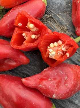 阿吉-贝尼托 Aji Benito 玻利维亚传统辣椒 盆栽家庭园艺种植