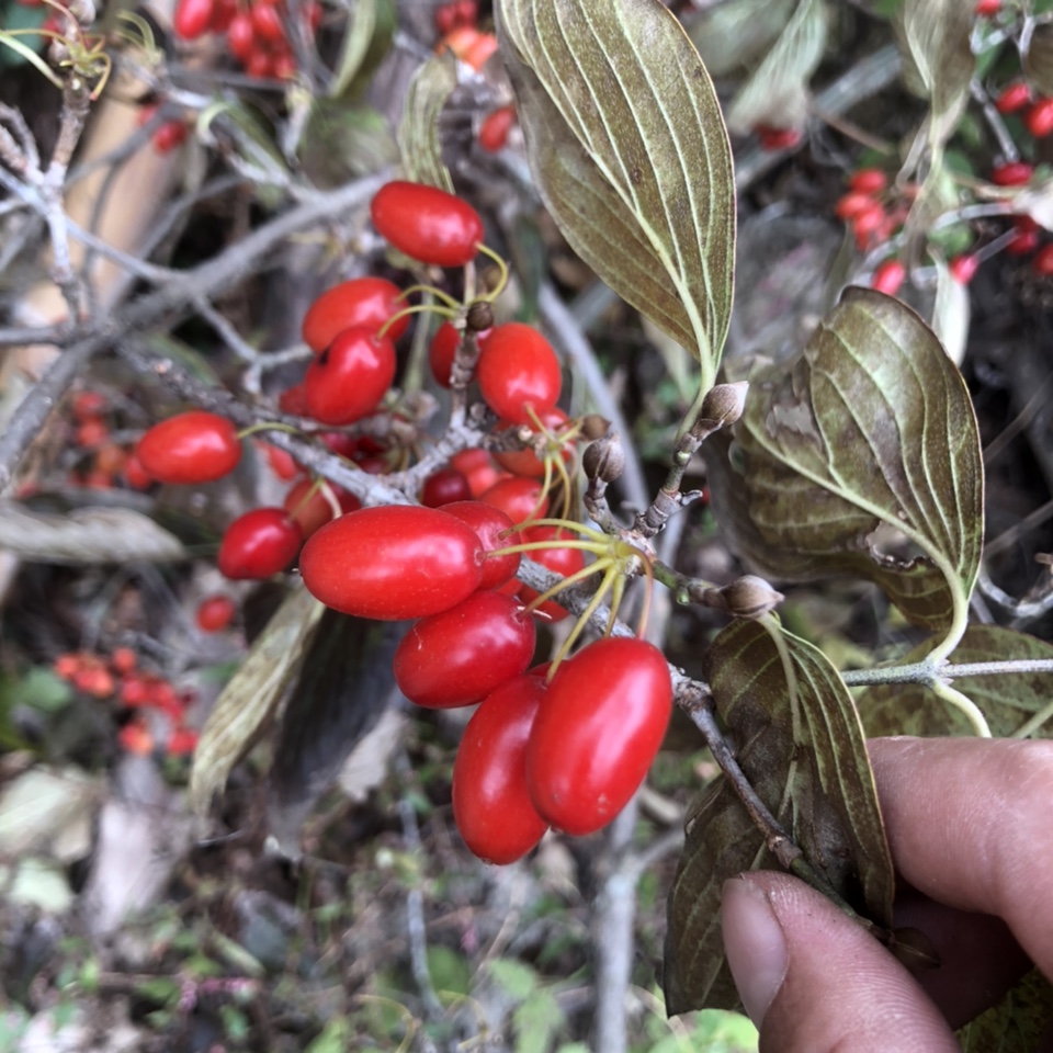 新鲜山茱萸,又叫枣皮。现采现发拍一份就是一斤