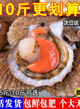 [顺丰包邮]鲜活小红贝包鲜包肥