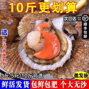 鲜活扇贝新鲜大个小红扇贝港湾贝全壳扇贝肉贝类烧烤海鲜蒜蓉粉丝