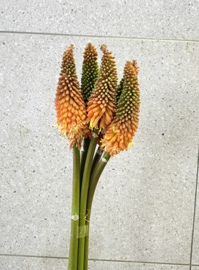 斗南花市直发橙色火炬花耐养生日爱情礼物家居客厅商务水养鲜切花