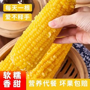 非转基因内蒙古巴彦淖尔甜糯玉米黄金新鲜儿童小玉米苞谷棒腚