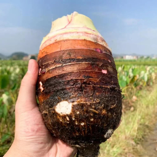 广西 正宗荔浦新芋头直发特产新鲜紫藤槟榔芋香芋 25年 包邮