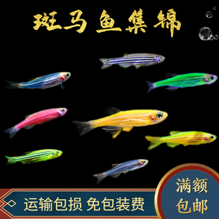 荧光斑马鱼活体红蓝斑马鱼观赏小型热带鱼宠物灯科鱼群游好养耐活