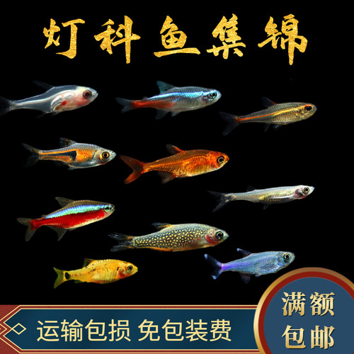 小型活体观赏鱼宝莲灯