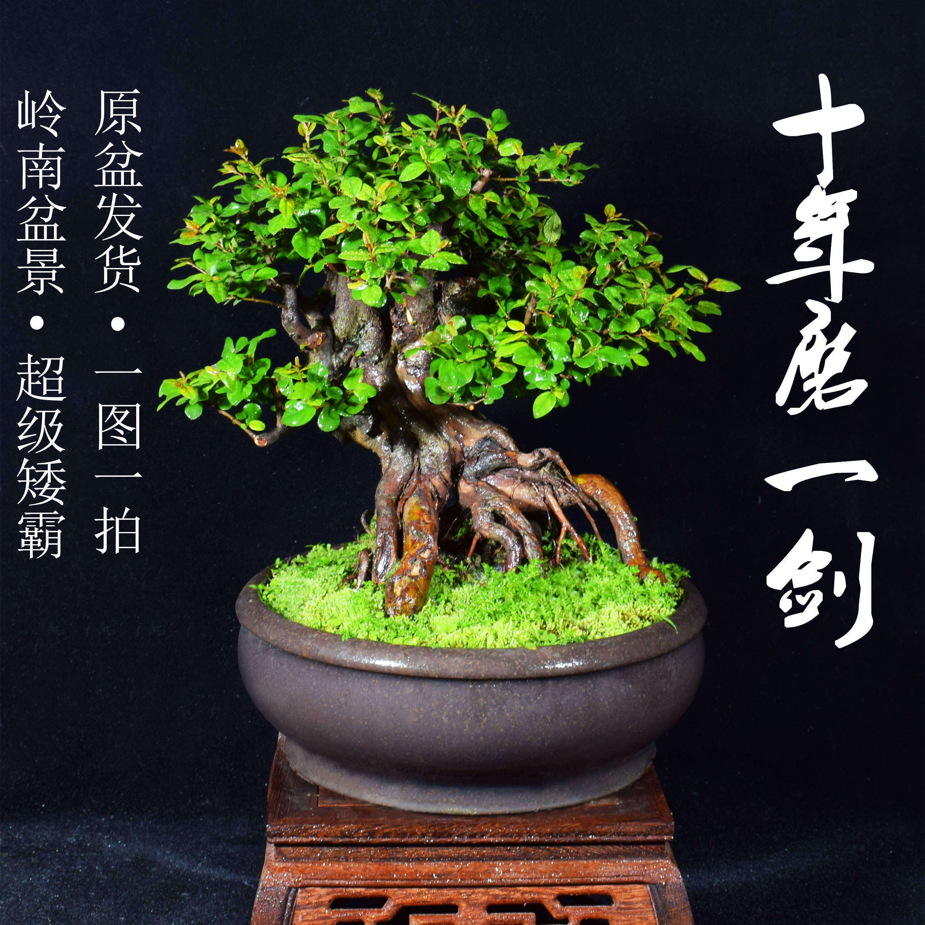岭南新品矮霸白蜡胡椒木榆树雀梅四季盆栽植物趣味净化庭院阳台