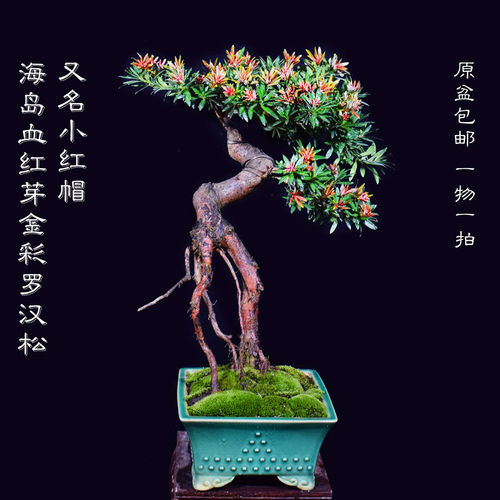 新品海岛血红罗汉松盆景素材庭院