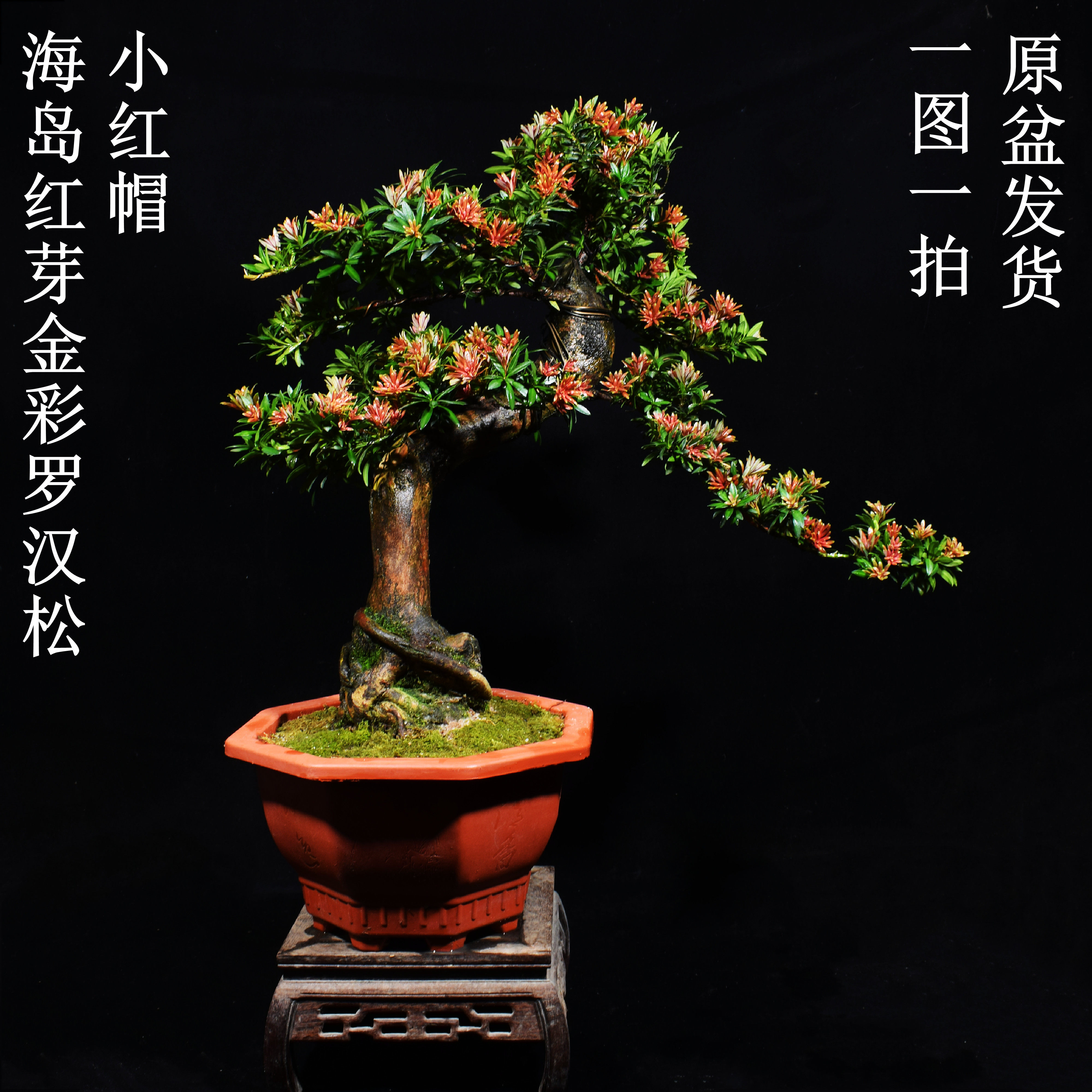 新品海岛血红芽金彩小红帽罗汉松盆景趣味四季盆栽植物窗庭院阳台