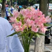 水仙百合六出鲜花云南基地直发水养鲜切花水培多头插瓶六初花束