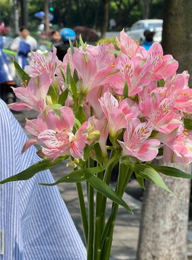 水仙百合六出鲜花云南基地直发水养鲜切花水培多头插瓶六初花束