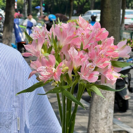 水仙百合六出鲜花云南基地直发水养鲜切花水培多头插瓶六初花束