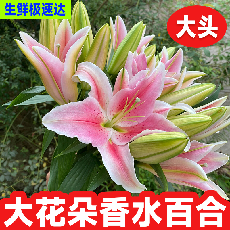 鲜花花束云南鲜花基地直发香水百合花速递同城水养插花