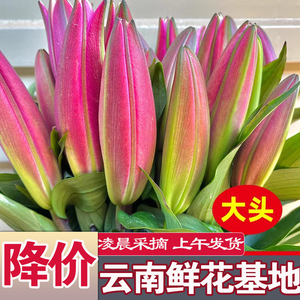 精品百合花云南基地直发