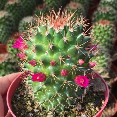 猩猩丸仙人球多肉植物