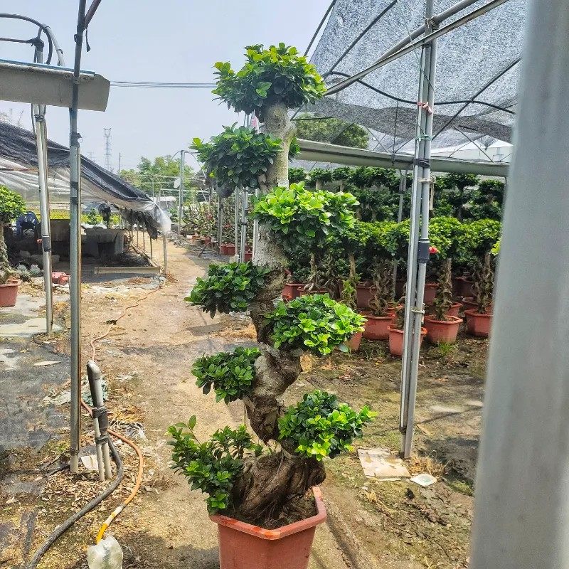 大型小叶榕树S造型8字盆景盆栽室内四季常青气根客厅植物人参老桩