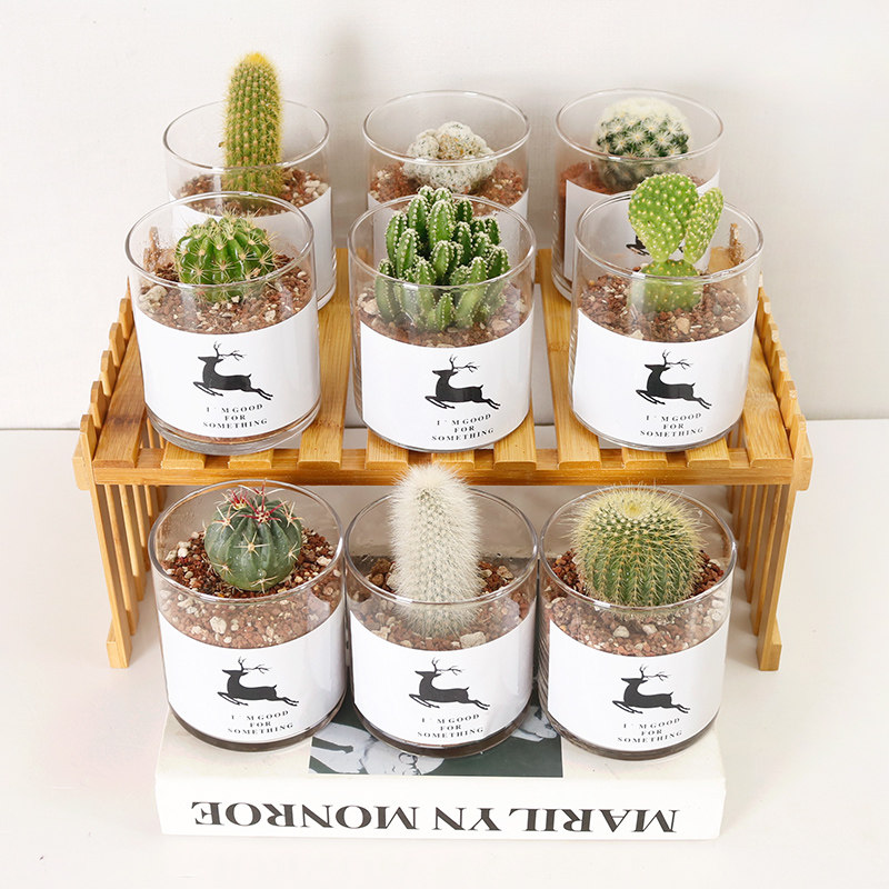 仙人球玻璃盆栽ins植物辦公室內仙人掌桌面防輻射多肉吸甲醛綠植在類目 鮮花速遞/花卉仿真/綠植園藝, 花卉/綠植盆栽（新）, 多肉植物中 - 來自Buy2taobao.com提供專業的淘寶代購服務