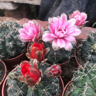 绯花玉仙人球多肉植物盆栽仙人掌室内花卉