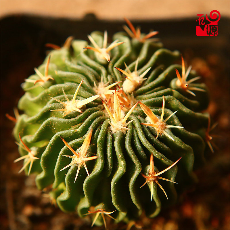 多棱玉仙人球 网红小盆栽仙人掌类植物桌面多肉绿 四季好养