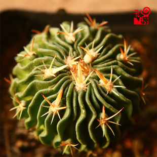 多棱玉仙人球 网红小盆栽仙人掌类植物桌面多肉绿 四季好养