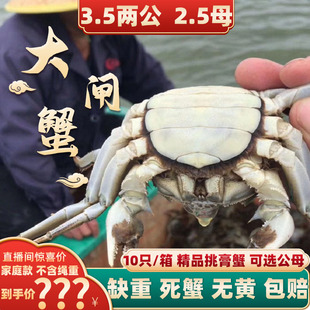 兴化大闸蟹鲜活现货3.5两公蟹2.5两全母蟹螃蟹河蟹10只礼盒 活蟹