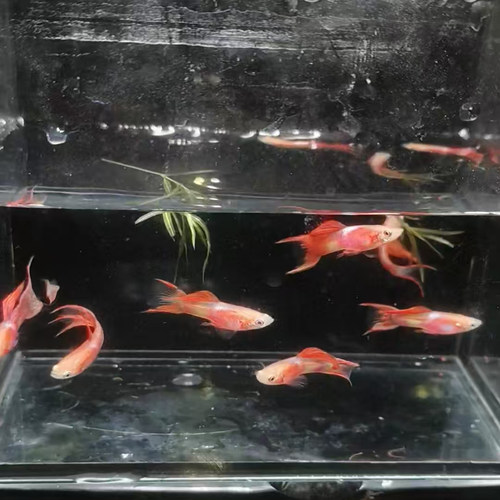 精品孔雀鱼凤尾鱼霓虹双剑幻彩孔雀鱼小型热带观赏鱼好养耐活小鱼
