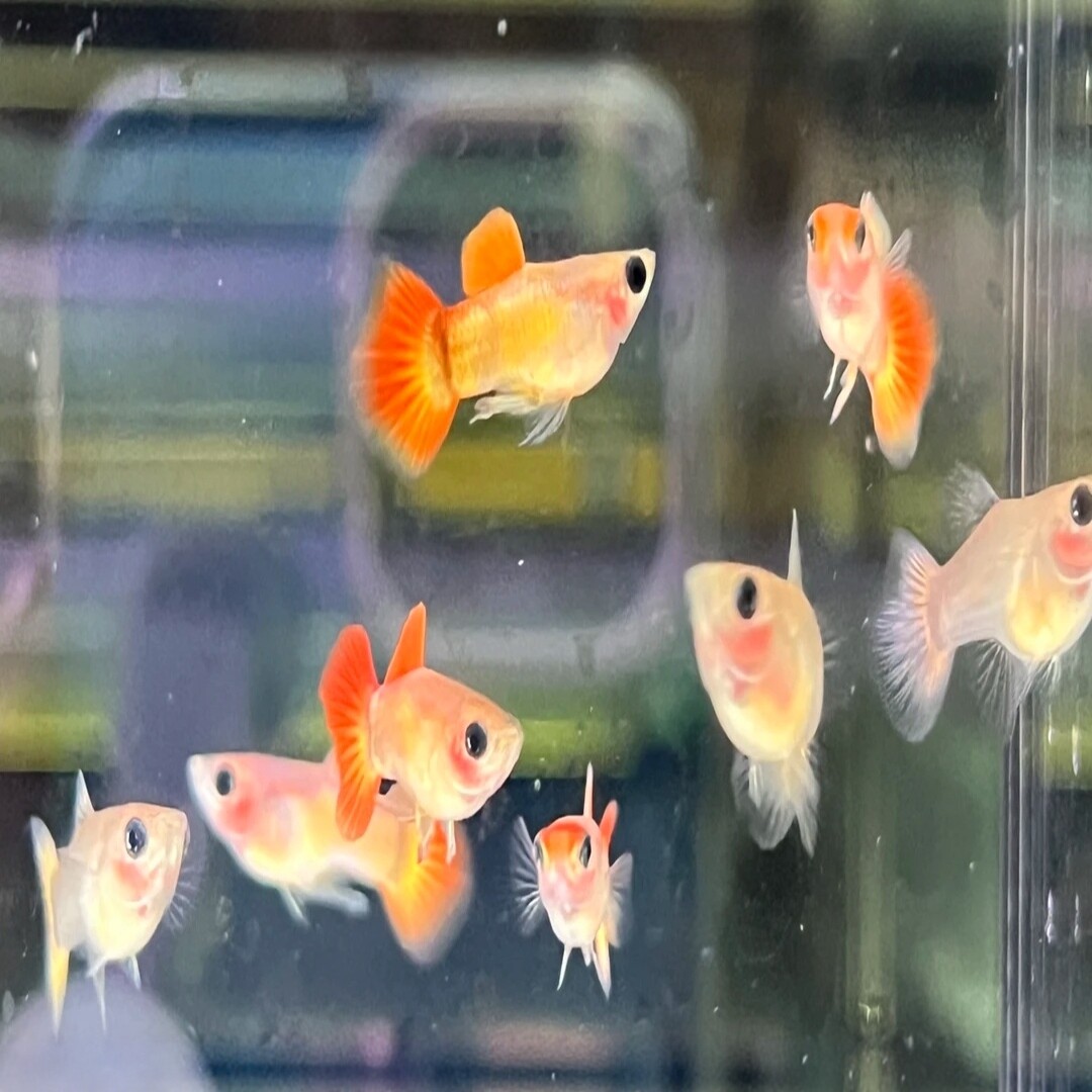 皇家落日玻璃猫孔雀鱼小型热带观赏鱼水族水草造景鱼缸水草鱼缸