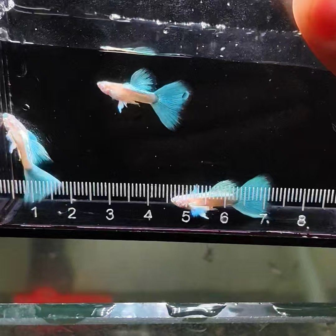 蓝白欧翼飞船孔雀鱼水草缸纯系精品孔雀鱼基因稳定热带小型观赏鱼