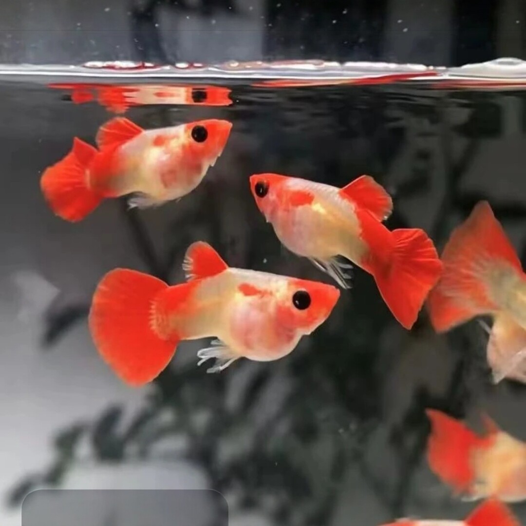 原线进口子代深海蓝玻璃猫孔雀鱼短体热带小型淡水鱼水族日清饲料