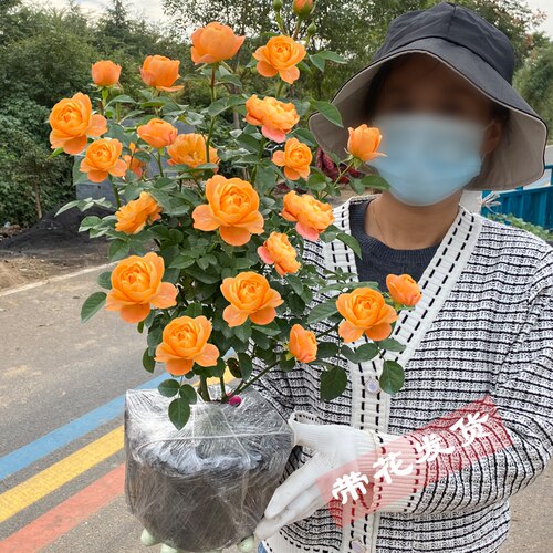 多季开灌木月季特大花浓香果汁阳台庭院花卉植物盆栽蔷薇玫瑰花苗
