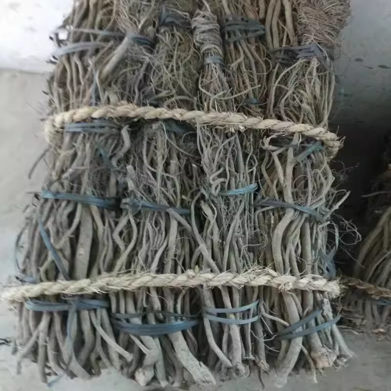 鱼藤正宗植物根粉芦藤根粉