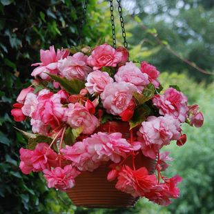现货球根海棠种球进口阳台窗台垂吊盆栽多年生耐阴花卉植物