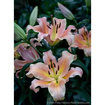 现货荷兰进口香水百合花种球OT系列采米拉尔 泽米拉包对版