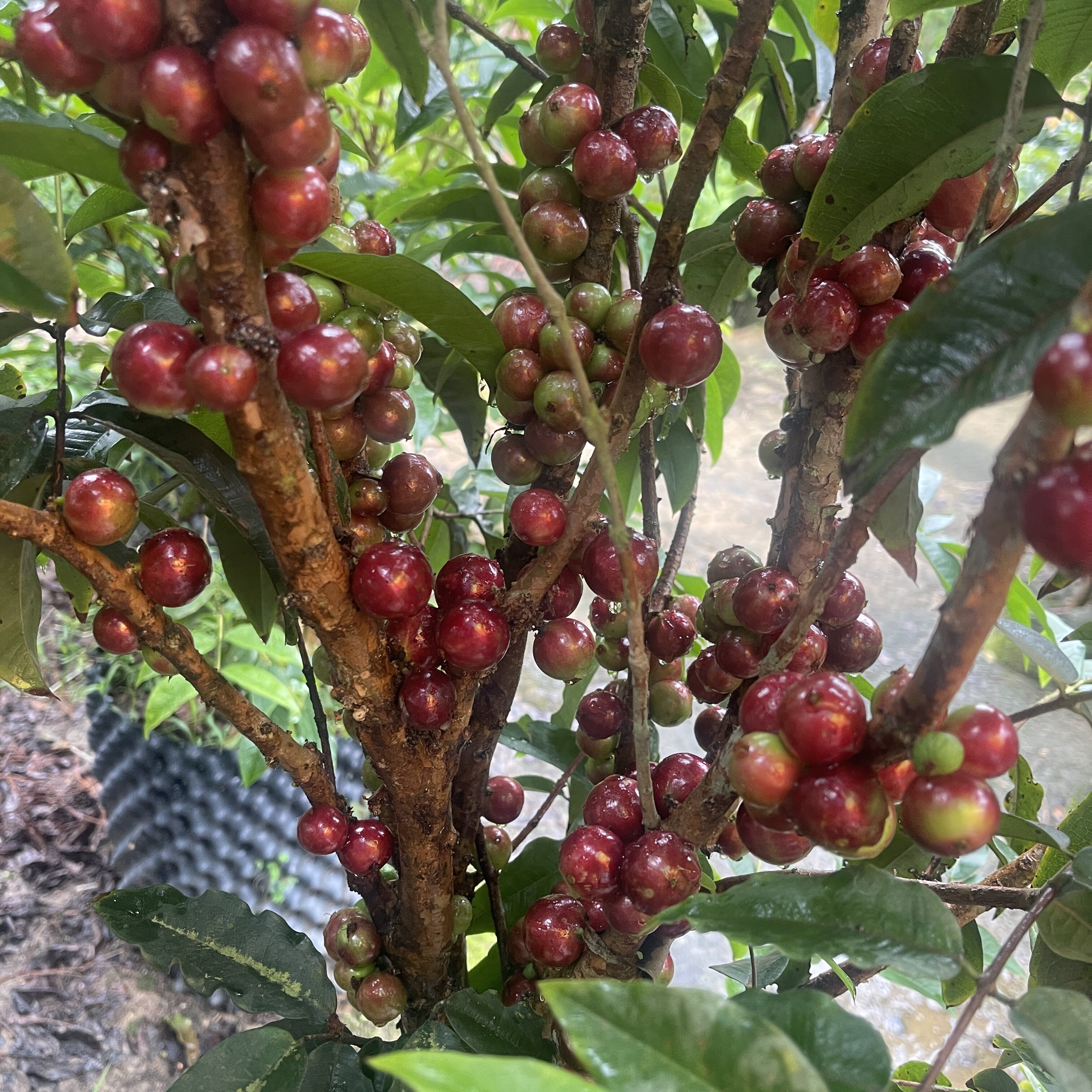 清逸彩嘉宝果树特大加宝果树
