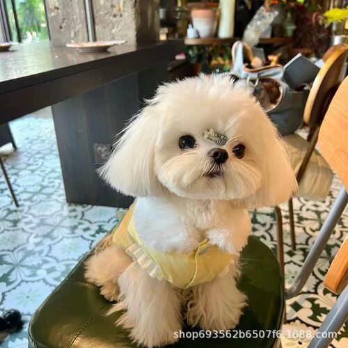 狗狗蝴蝶结棉衣宠物秋冬保暖猫咪马甲公主泰迪小型衣服