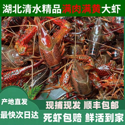 5斤湖北鲜活小龙虾清水活虾大虾