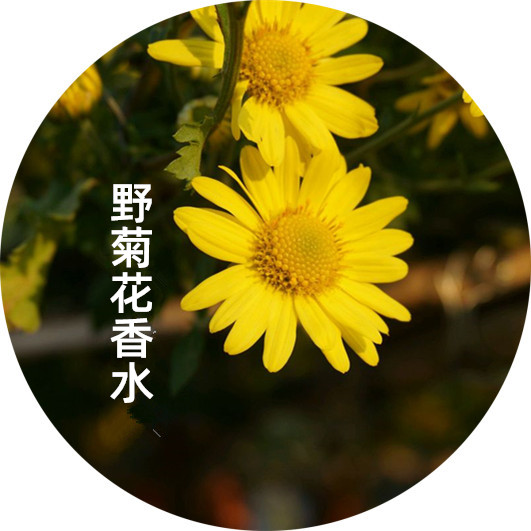 朴缇私调 野菊花香水  女士淡香持久 花香调迷人 记忆中的味道