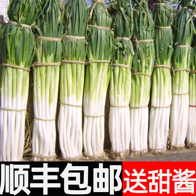 顺丰包邮章丘大葱新鲜特级正宗
