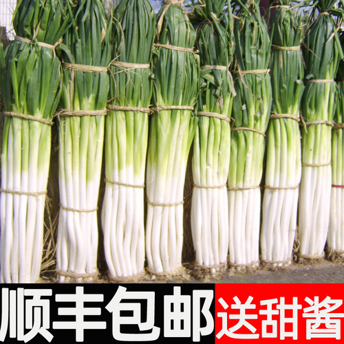 顺丰包邮章丘大葱新鲜特级正宗