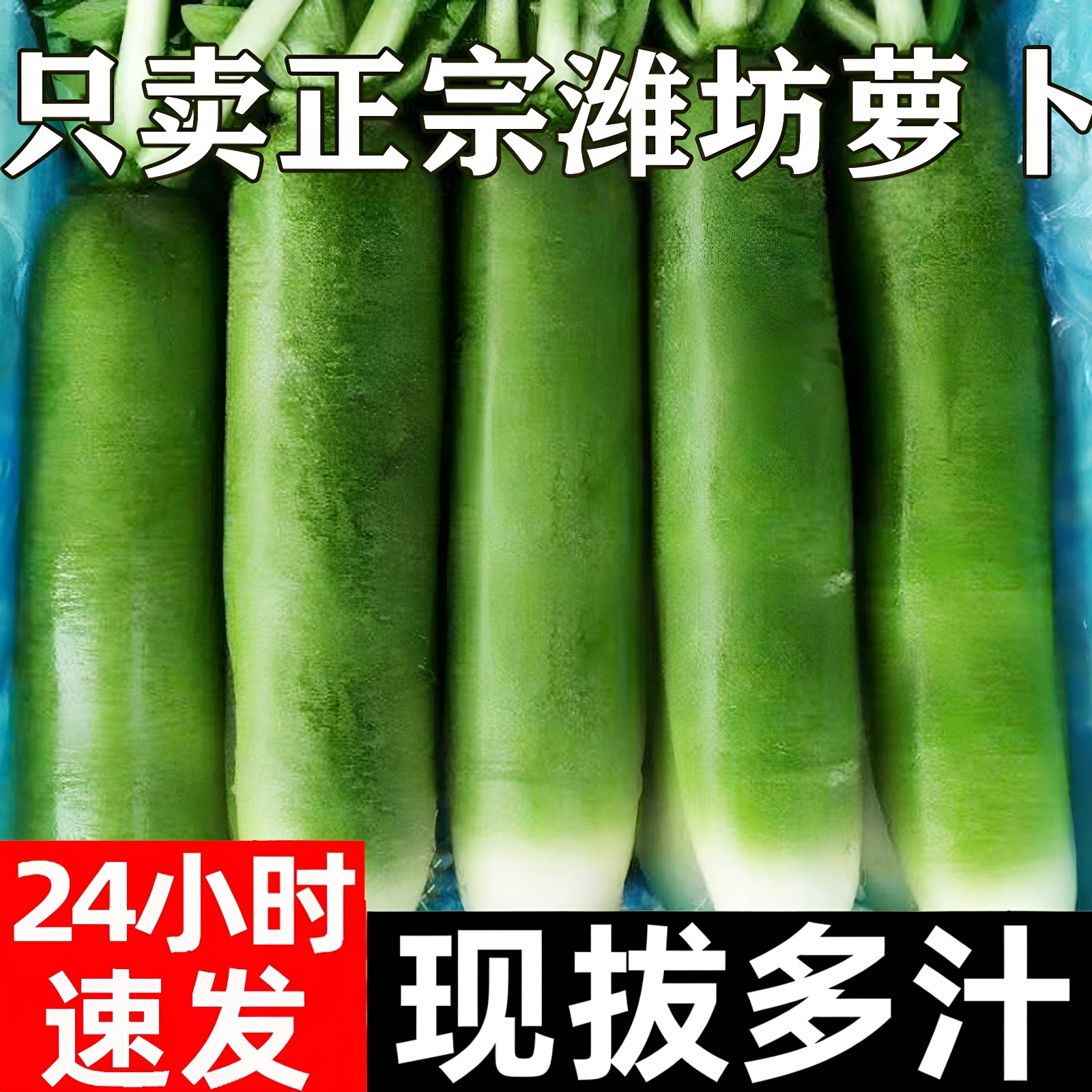 正宗潍坊水果萝卜现拔甜脆生吃图片