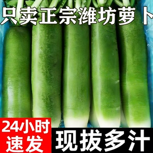 潍坊水果萝卜新鲜甜脆水果型潍县青冰淇淋凤梨生吃正宗青绿胡萝卜