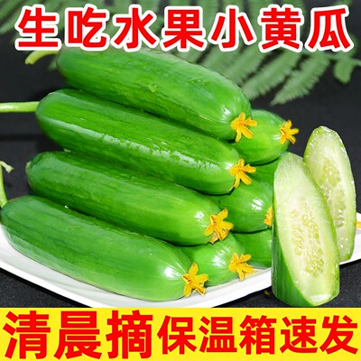 荷兰水果小黄瓜现摘水水嫩嫩