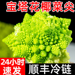 宝塔菜尖新鲜蔬菜顺丰罗马花椰菜宝塔花菜新鲜菜花西餐菜花西蓝花