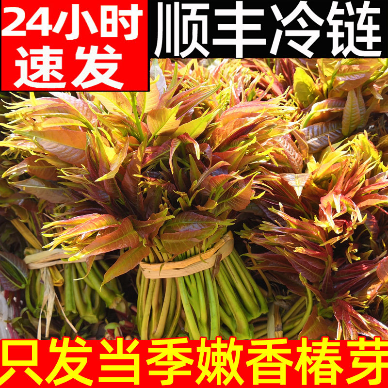 顺丰秒发香椿芽新鲜香春芽菜现货2026头茬香椿四川红油香椿头山东
