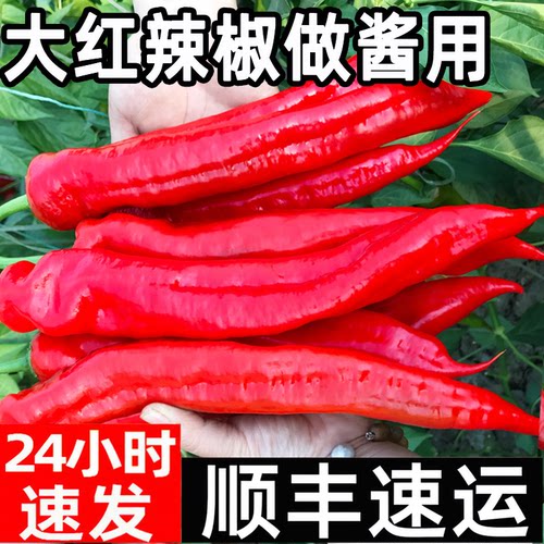 大红尖椒做辣椒酱用肉厚香辣顺丰