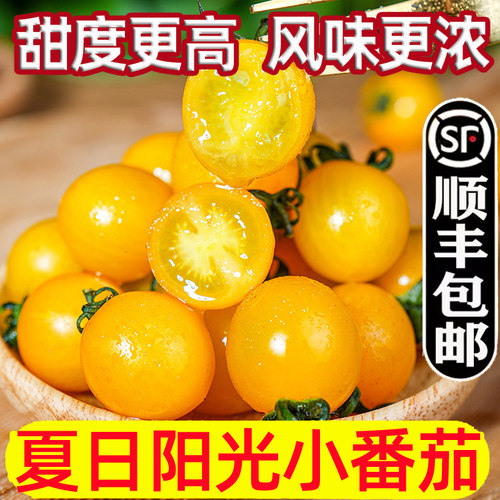夏日阳光小番茄新鲜黄色圣女果